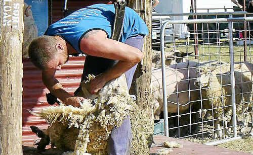 Sheep shearing will be among the many displays at The Lost Arts day on October 2 and 3. Sheep shearing will be among the many displays at The Lost Arts day on October 2 and 3.